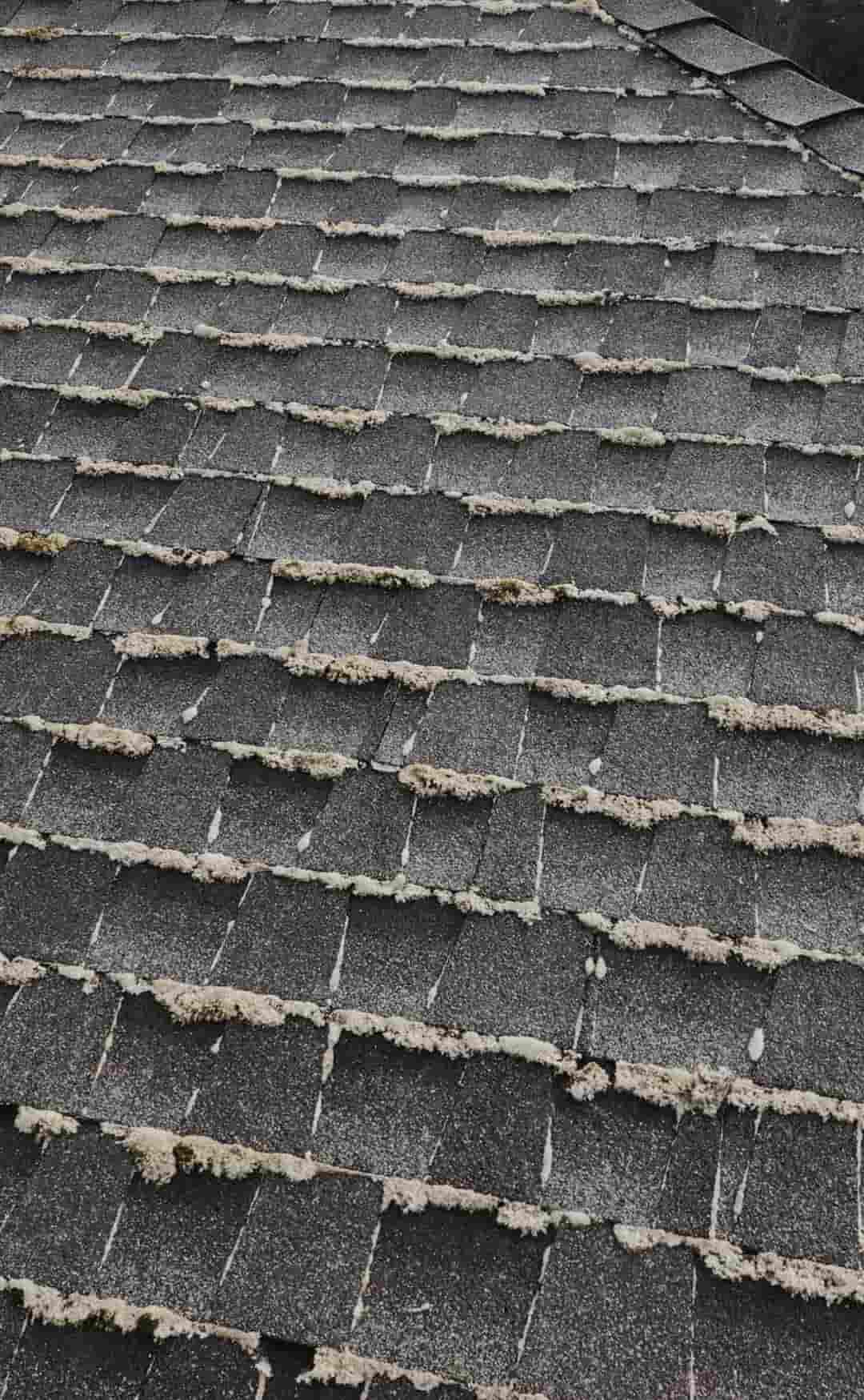 Roof moss with visible color change during the treatment stage