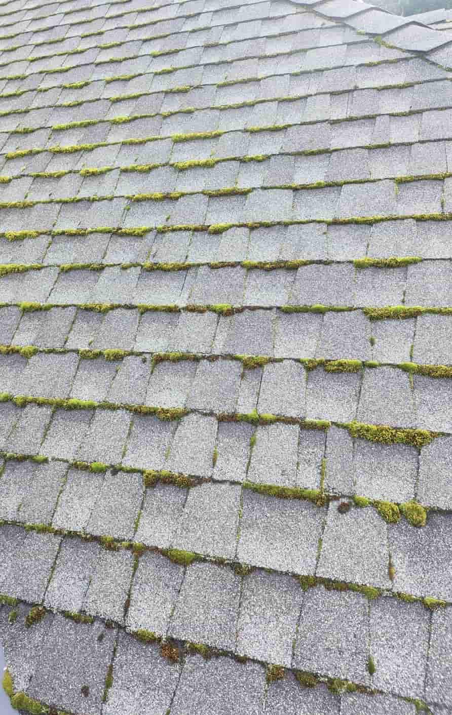 Moss buildup before roof treatment