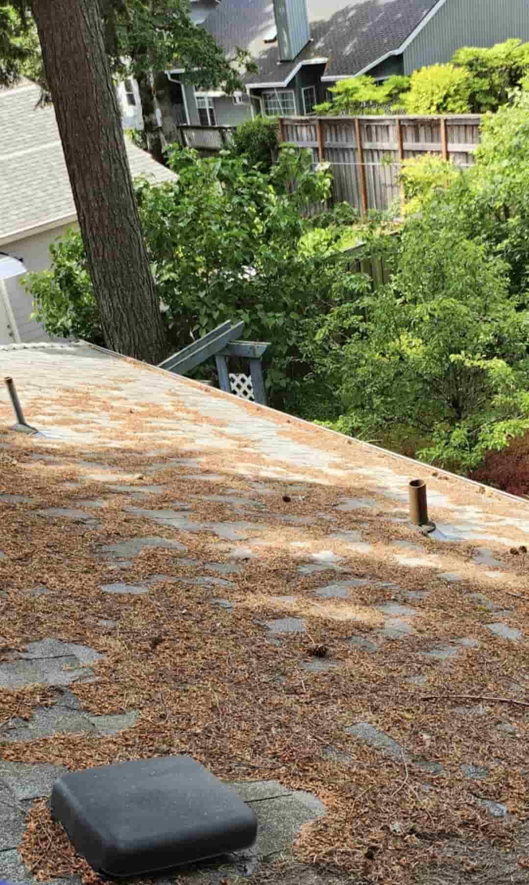 Roof covered with needles before cleaning